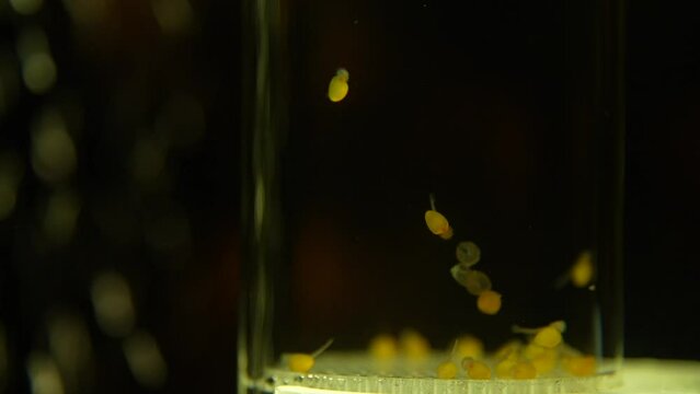 Inkubator mit Fischbrut Fischlarven Laich