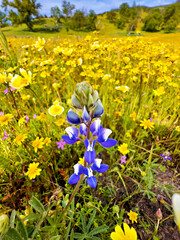 Yellow flowers in a field with lupine