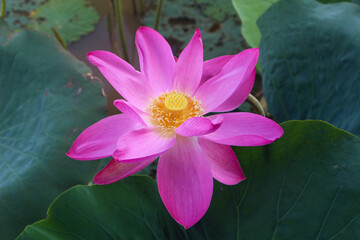 Close-up on a pinkish flower