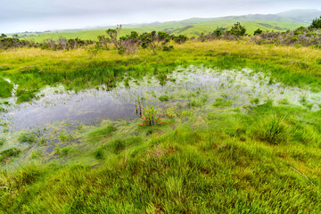 Vernal pool in a field in the Spring