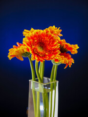 Stunning red and yellow germini gerbera flower bouquet in a square glass vase on dark background. Creative nature studio shot. Sun like flowers.