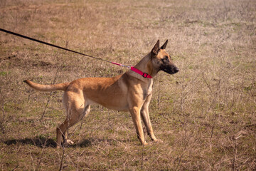 Malinois dog on a leash, side view, looking straight, background, purebred dog, leisure, education and training