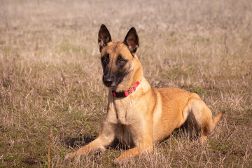 Malinois dog, head, looking straight, background, purebred dog