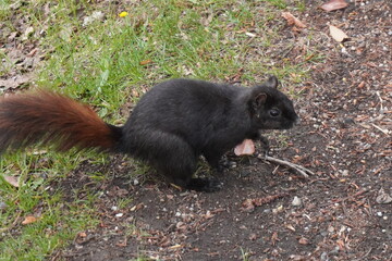 squirrel in the park
