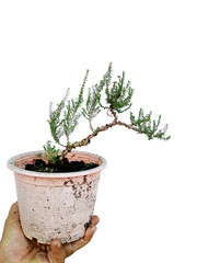Phyllodium pulchellum in ceramic pots used to create bonsai.