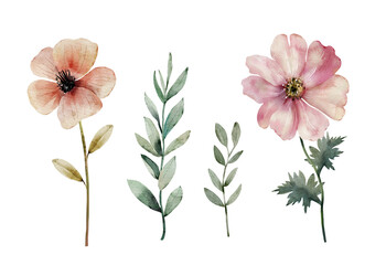 set of watercolor illustrations of flowers on a white background. hand painted for design and invitations. © Lana