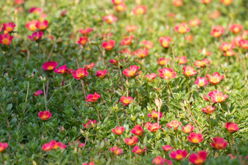 Common Purslane or Verdolaga or Pigweed or Little Hogweed or Pusley flower in the garden