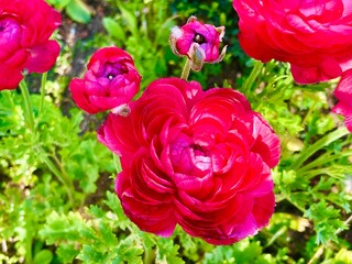 Ranunculus Asiaticus Buttercup Persian, a plant from Eastern Meteranian growing and blooming in Japanese gardens