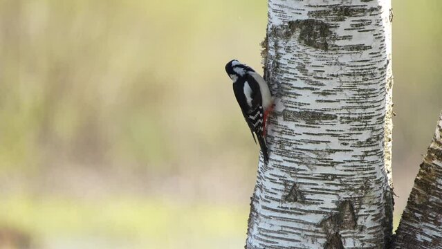 The great spotted woodpecker (Dendrocopos major) is a medium-sized woodpecker with pied black and white plumage and a red patch on the lower belly.