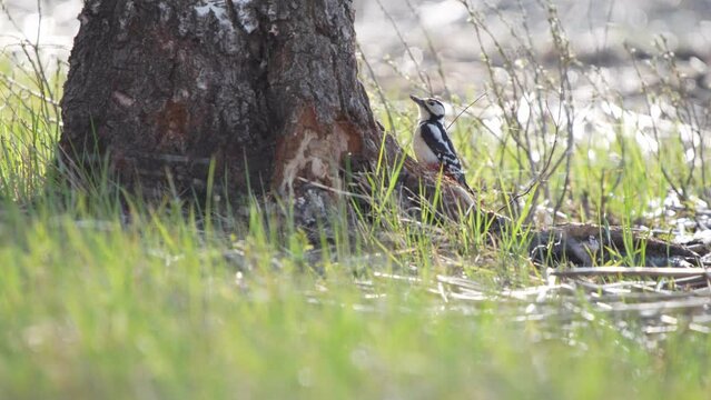 The great spotted woodpecker (Dendrocopos major) is a medium-sized woodpecker with pied black and white plumage and a red patch on the lower belly.