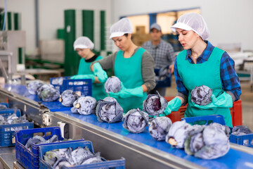 Team of professional female workers sorting red cabbage on the conveyor of a vegetable processing...