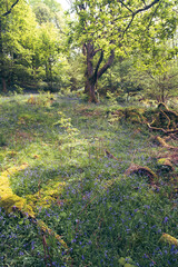 Spring Bluebells in an ancient woodland in England UK