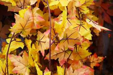 background of colorful autumn leaves