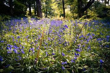 Spring Bluebells in an ancient woodland in England UK