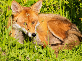 red fox