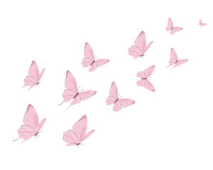 pink butterfly on white background	