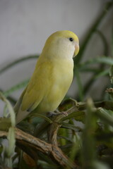yellow and green parrot