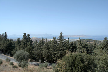 trees in the mountains