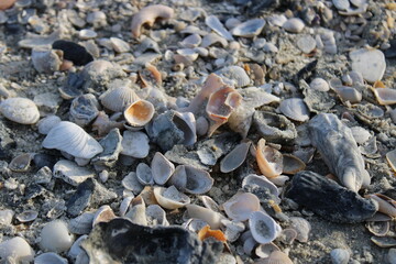 Seashells