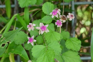 Native raspberry ( Rubus parvifolius ) flowers. Rosaceae deciduous shrub. Blooms pale red-purple flowers in early summer.