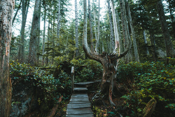 This wooden footpath winds through the forest toward the coastline at Cape Flattery in the state of...