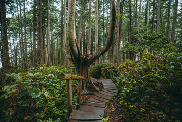 This wooden footpath winds through the forest toward the coastline at Cape Flattery in the state of...