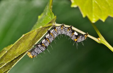 Eight-spotted forester caterpillar Alypia octomaculata grape plant macro nature pest control springtime.	