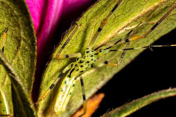 Pale Green Assassin Bug (Zelus luridus) sitting on leaf waiting for prey in Brazil