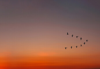 Migratory birds flying in the shape of v on the cloudy sunset sky. Sky and clouds with effect of...