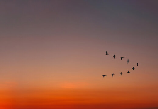 Migratory birds flying in the shape of v on the cloudy sunset sky. Sky and clouds with effect of pastel colored.