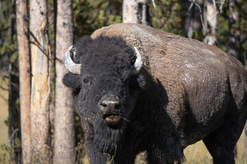 Fototapeta premium Close-up American Bison in Yellowstone National Park 