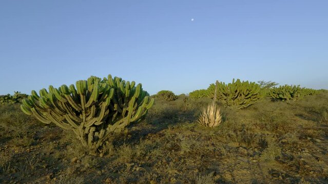 Desert landscape with Garambullo cactus (Myrtillocactus schenckii) and moon at the sunrise in the north of Guanajuato state in Mexico