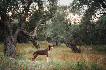 Dog in an olive grove stands watchful at dusk. The hound's poised stance contrasts with the wild,...