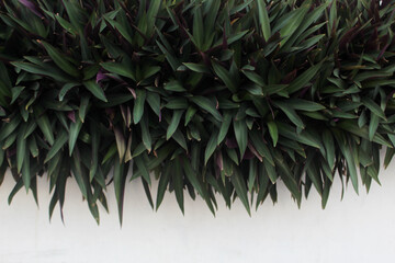 View of tradescantia spathacea Swartz plant isolated on white wall background