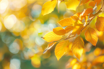 Autumn leaves on blurred background. Close-up