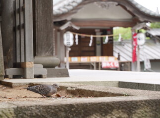 横浜市にある師岡熊野神社