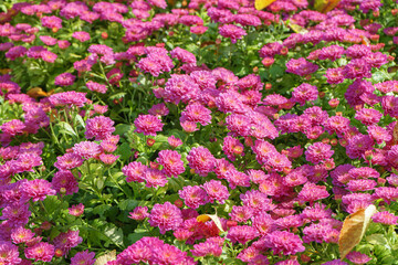 Fototapeta premium Fresh bright blooming pink korean garden chrysanthemums bushes Cherry lace in autumn garden outside in sunny day. Flower background for greeting card, wallpaper, banner, header.