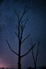 Night, sky and silhouette of trees by stars, galaxy and universe outdoor in nature by astrology an cosmos. Space, peace and shadow of plants by sunset, environment and light for calm in forest