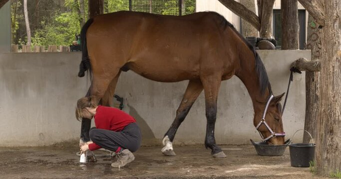 A young woman is applying antibacterial soap on her horse's leg while the horse is eating a meal. Mud fever in horses treatment concept.