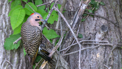 Closeup of a northern flicker perched in a tree in spring.