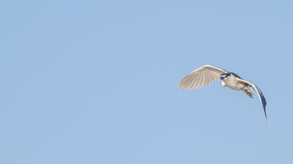 Closeup of a night heron in summer.