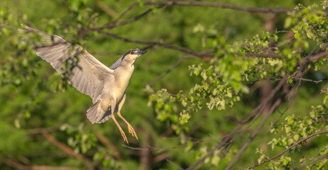 Closeup of a black-crowned night heron.