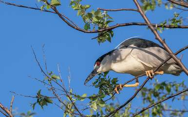 Closeup of a black-crowned night heron.