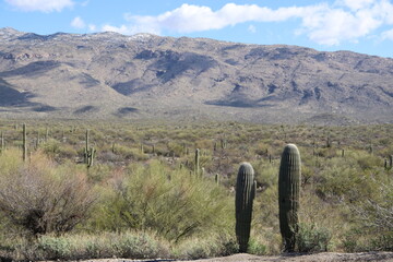 Saguaro National Park 