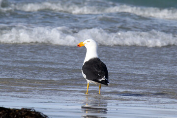 Pacific gull bird standing on a sandy beach with the ocean in the background