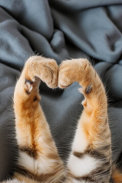 Heart Paws