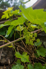Selective focus on green grape berries growing on vine with leaves and blurred background