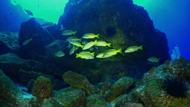 A school of fish flutters around sunlit coral formations, showcasing marine diversity. Cocos Island, Costa Rica.