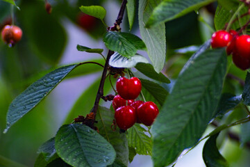 red cherries on a branch