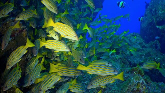 Scuba divers explore the teeming life and intricate coral formations of a marine sanctuary, highlighting the conservation efforts in these waters. Cocos Island, Costa Rica.